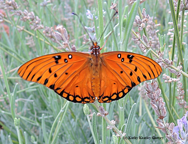 The Gulf Fritillary spreads its magnificent wings and takes flight. (Photo by Kathy Keatley Garvey)