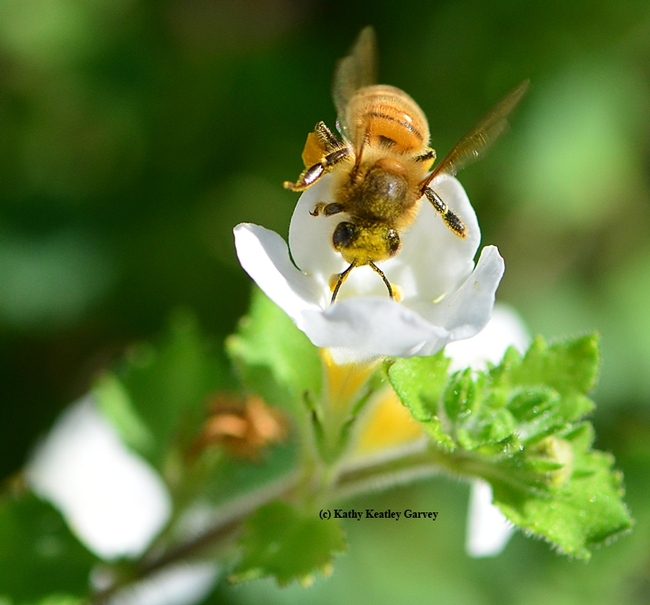 A honey bee, Apis mellifera, foraging on a Bacopa. (Photo by Kathy Keatley Garvey)