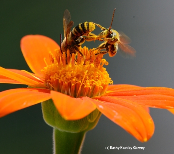 Two sunflower bees battle it out: a male Svastra (larger bee delivers quick kick to a smaller male Melissodes. The flower is a Mexican sunflower, Tithonia. (Photo by Kathy Keatley Garvey)