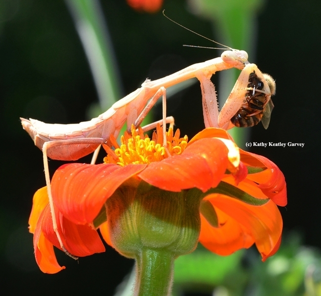A praying mantis eating a bee, predator vs. prey. (Photo by Kathy Keatley Garvey)