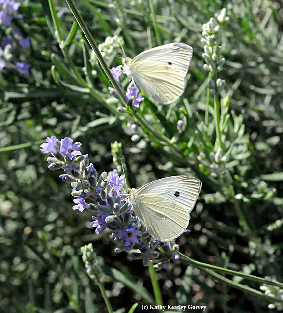 Two cabbage white butterflies foraging on catmint in the summer of 2008 in Vacaville, Solano County. (Photo by Kathy Keatley Garvey)
