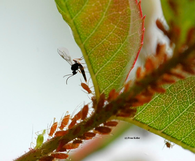 A wasp  parasitizing aphids. These wasps are from the family Aphidiinae. (Photo by Fran Keller)