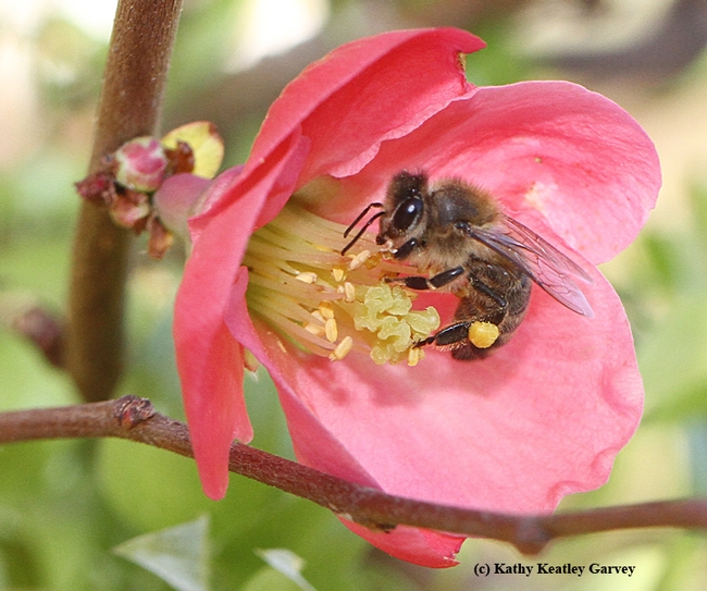 A honey bee foraging on a flowering quince on Jan. 21, 2015. Photo by Kathy Keatley Garvey)