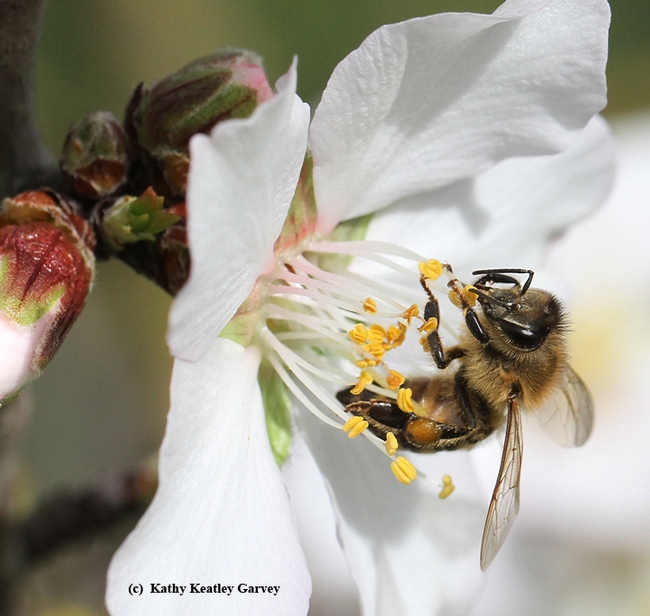 A honey bee pollinating an almond blossom. (Photo by Kathy Keatley Garvey)
