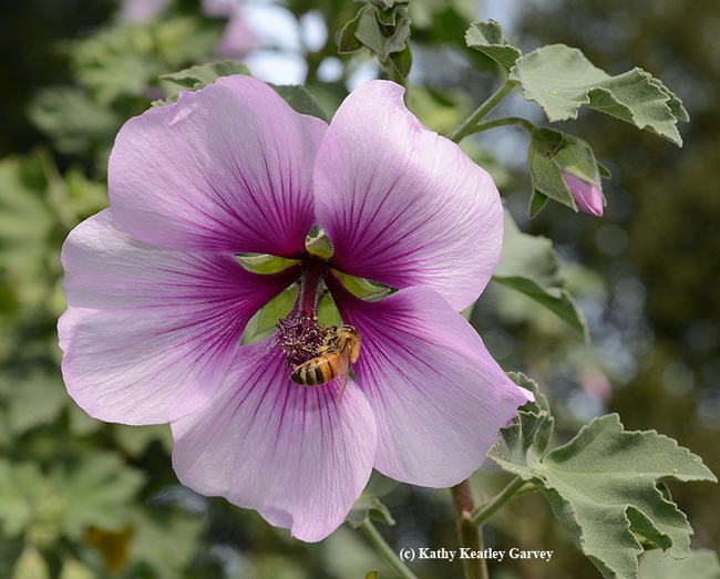 A honey bee foraging on a bush mallow, Lavatera maritima, in the UC Davis Arboretum,in the vicinity of the Mediterranean Collection, back of the Storer Garden. (Photo by Kathy Keatley Garvey)