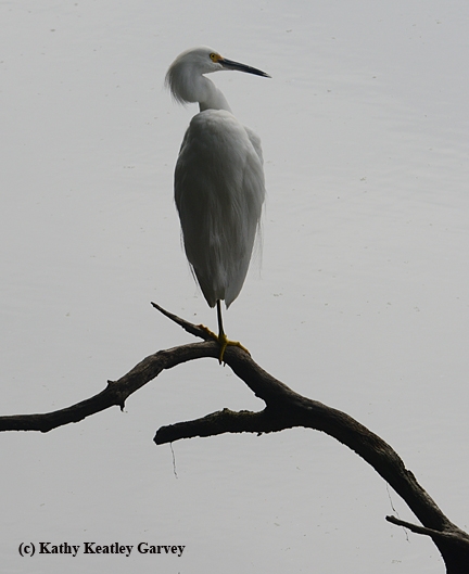 An egret keeps watch in the UC Davis Arboretum. On wintery days, when the temperature dips below 55, there are more birds than bees.(Photo by Kathy Keatley Garvey)