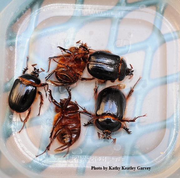A collection of rain beetles, thought to be Pleocoma fimbriata, from Plymouth, Amador County. (Photo by Kathy Keatley Garvey)