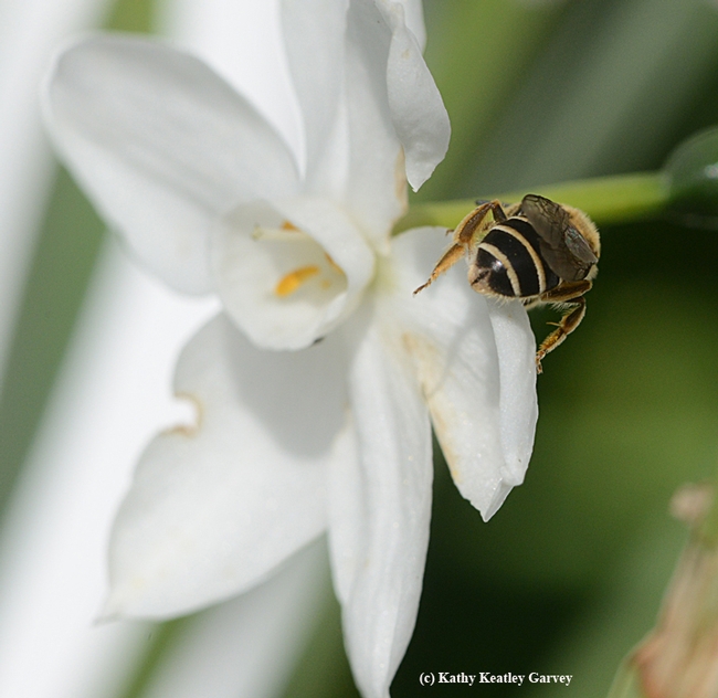 The female sweat bee, Halictus rubicundus, prepars for take-off. (Photo by Kathy Keatley Garvey)