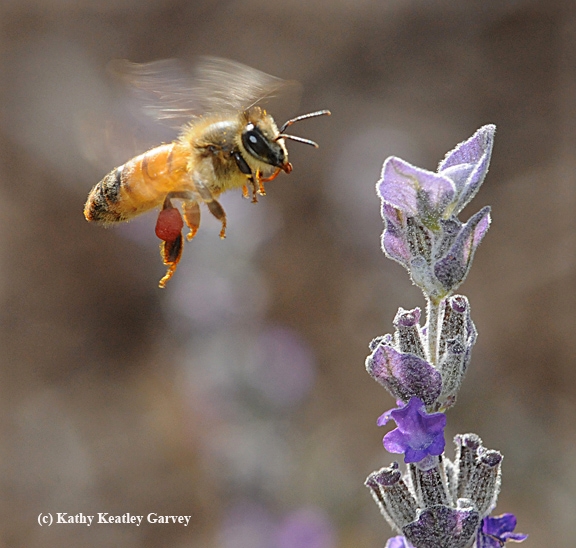 Seeing red...a honey bee packing red pollen heads for lavender. (Photo by Kathy Keatley Garvey)