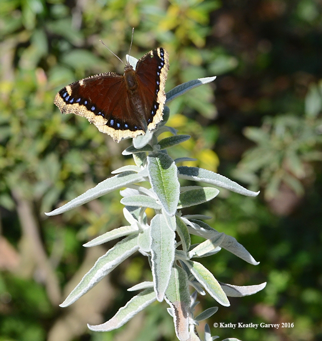 Mourning cloak touches down Feb. 6, 2016 on a butterfly bush, Buddleia 