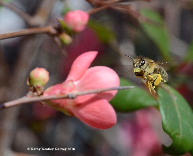 Full speed ahead--A pollen-laden honey bee heads for another quince blossom. (Photo by Kathy Keatley Garvey)