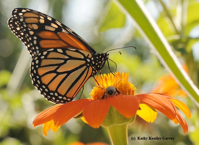 Monarch and a honey bee sharing a Mexican sunflower, Tithonia. (Photo by Kathy Keatley Garvey)