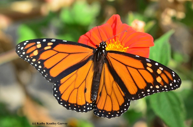 A male monarch on a Mexican sunflower, Tithonia. (Photo by Kathy Keatley Garvey)