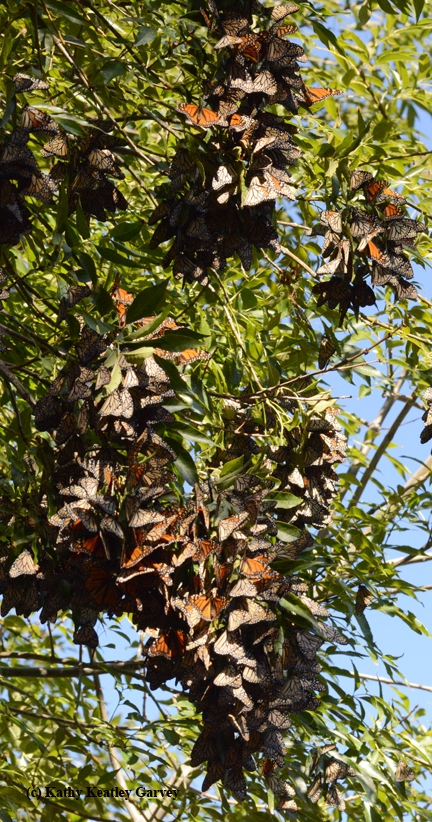 Monarchs overwintering in the Berkeley Aquatic Park. This image was taken Nov. 26, 2015. (Photo by Kathy Keatley Garvey)