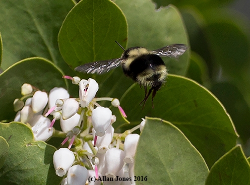 Bumble bee, Bombus melanopygus, takes flight over a manzanita on Feb. 12. (Photo by Allan Jones)