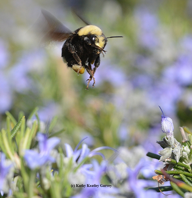 Coming in for a landing--a bumble bee ballet. This is the yellow-faced bumble bee, Bombus vosnesenskii. (Photo by Kathy Keatley Garvey)