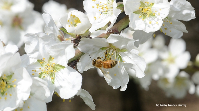 Honey bee pollinating an almond blossom. California now has a million acres of almonds, and each acre requires two colonies for pollination. (Photo by Kathy Keatley Garvey)