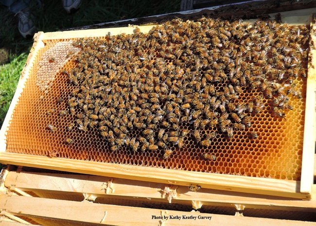 A healthy bee frame. (Photo by Kathy Keatley Garvey)