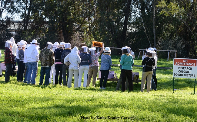 Prospective beekeepers check out the colonies and a frame (overhead). (Photo by Kathy Keatley Garvey)