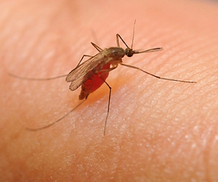 One of the mosquitoes that Bill Reisen studies: Culex quinquefasciatus. (Photo by Kathy Keatley Garvey)