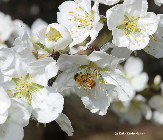 Both pollen and nectar await the honey bee. (Photo by Kathy Keatley Garvey)