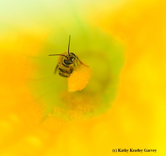 A squash bee, Peponapis pruinosa, pollinating a squash blossom. (Photo by Kathy Keatley Garvey)