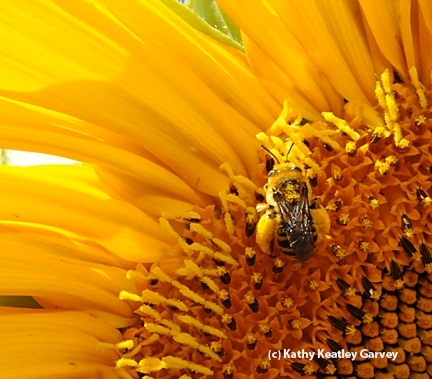 Sunflower bee, Svastra obliqua expurgata. (Photo by Kathy Keatley Garvey)