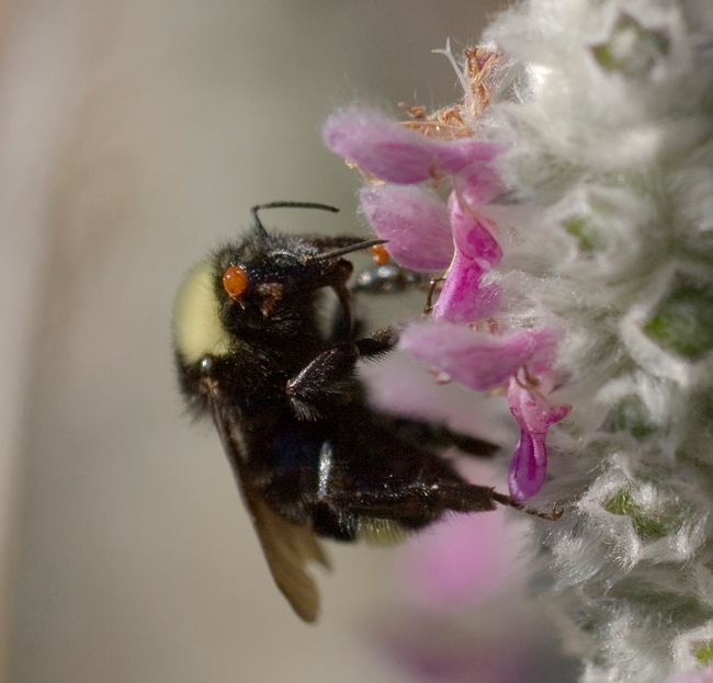 Bumble bee, Bombus californicus, with a hitchhiking varroa mite. (Photo by Allan Jones, Davis)