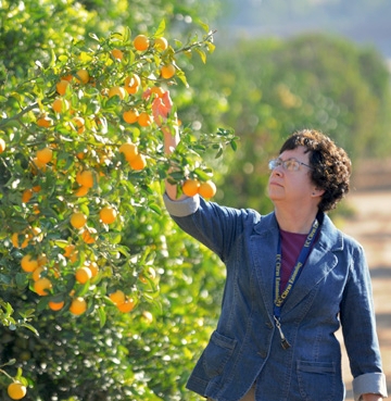 Citrus entomologist Beth Grafton-Cardwell, UC Agriculture and Natural Resources (UC ANR), checks out an orange tree.