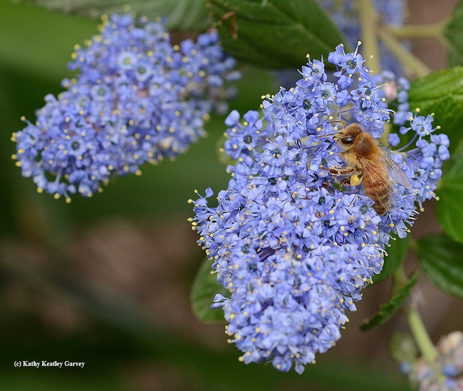 A honey bee forages on a ceanothus (California lilac) in the UC Davis Arboretum. (Photo by Kathy Keatley Garvey)