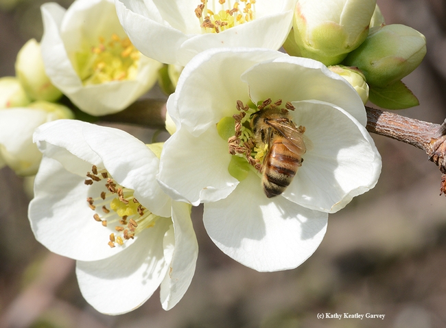 A honey bee takes a liking to white flowering quince in the White Garden, UC Davis Arboretum. (Photo by Kathy Keatley Garvey)