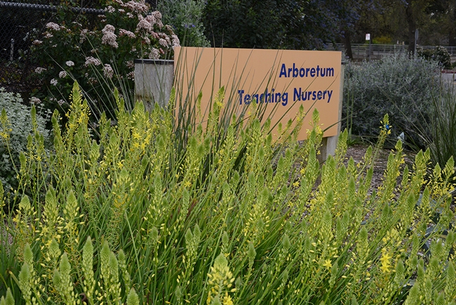 The UC Davis Arboretum Teaching Nursery will be the site of a Member Appreciation Sale on Saturday, March 12. Prospective members can join at the door. (Photo by  Kathy Keatley Garvey)