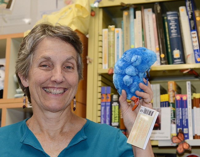 Lynn Kimsey, director of the Bohart Museum of Entomology, shows a stuffed animal, a tardigrade, available in the Bohart Museum gift shop. (Photo by Kathy Keatley Garvey)