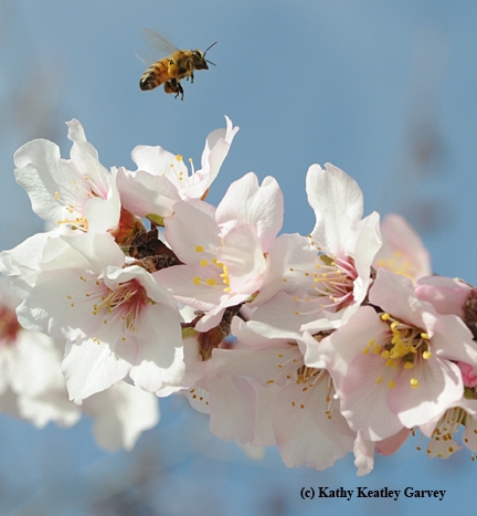 Honey bee buzzing over almond blossoms. (Photo by Kathy Keatley Garvey)