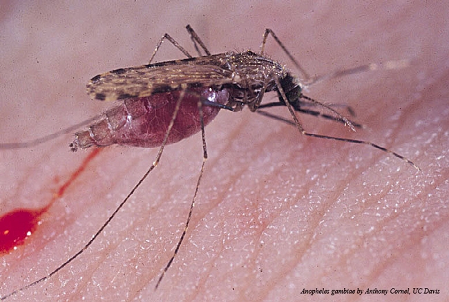 Malaria mosquito, Anopheles gambiae, by medical entomologist Anthony Cornel, UC Davis