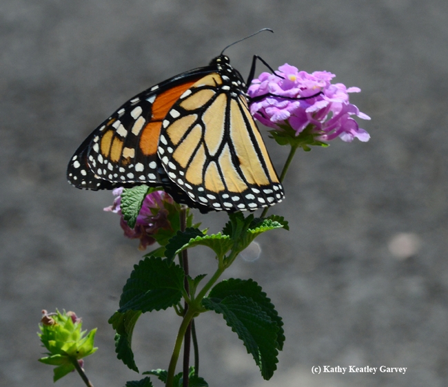 A monarch butterfly feeding on a lantana in Vacaville, Calif. (Photo by Kathy Keatley Garvey)