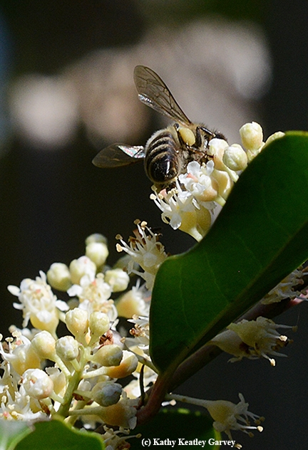 A cream-colored pollen load on a honey bee foraging on a cherry laurel. (Photo by Kathy Keatley Garvey)