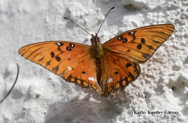 The female Gulf Fritillary touches down on a stucco wall. Gulf Frits lay eggs on the leaves and tendrils of their host plant, Passiflora, but also on nearby fences and walls. (Photo by Kathy Keatley Garvey)