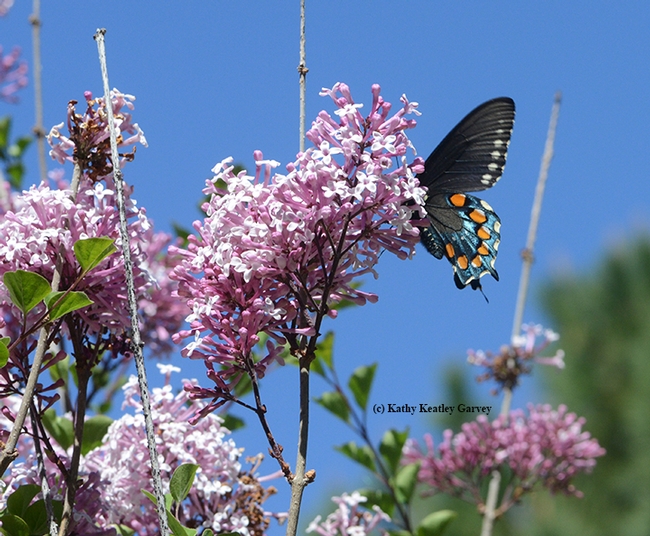 The gleaming iridescent blue hind wings of the pipevine swallowtail and the stunning purple blossoms of the Korean lilac. (Photo by Kathy Keatley Garvey)