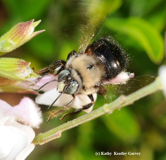 Male mountain carpenter bee, Xylocopa tabaniformis orpifex, nectaring on salvia. (Photo by Kathy Keatley Garvey)