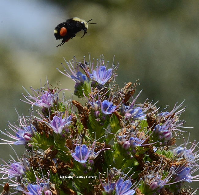 Yellow-faced bumble bee, Bombus vosnesenskii, packing red pollen as it heads for an Echium (Pride of Madeira) in Vallejo. (Photo by Kathy Keatley Garvey)