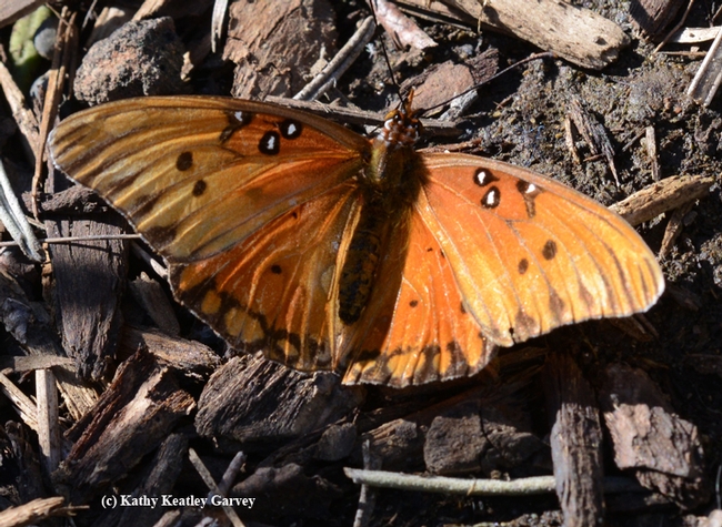 An adult Gulf Fritillary--wingspan still intact--basking in the sunshine. (Photo by Kathy Keatley Garvey)