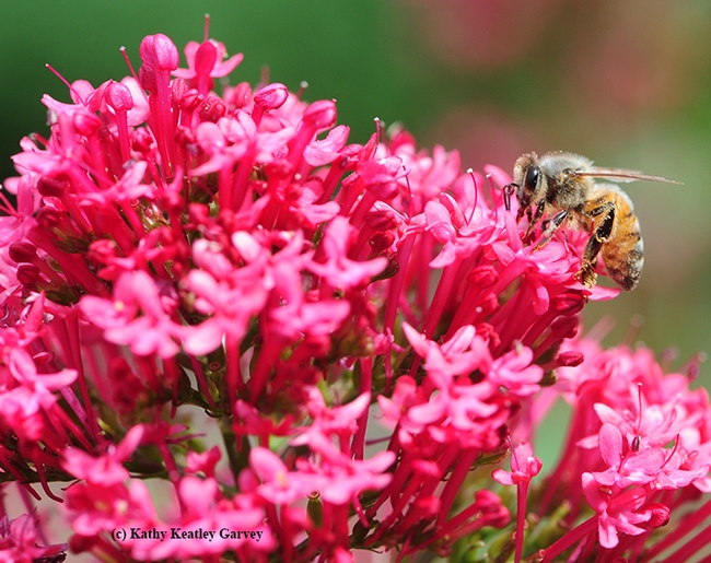 A honey bee foraging on Jupiter's Beard. (Photo by Kathy Keatley Garvey)