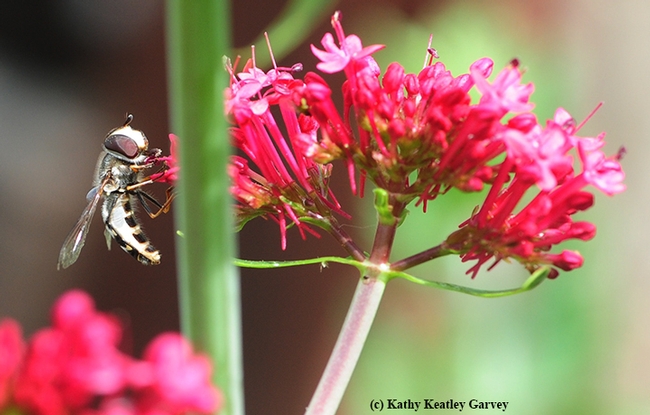 A syrphid, aka hover fly or flower fly, sipping nectar from Jupiter's Beard. (Photo by Kathy Keatley Garvey)