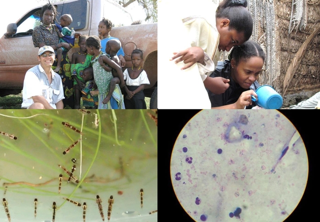 UC Davis World Malaria Day will take place Monday, April 25 in the Memorial Union. At the top left is UC Davis medical entomologist Anthony Cornel.