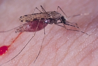 Malaria mosquito Anopheles gambiae. (Photo by Anthony Cornel)