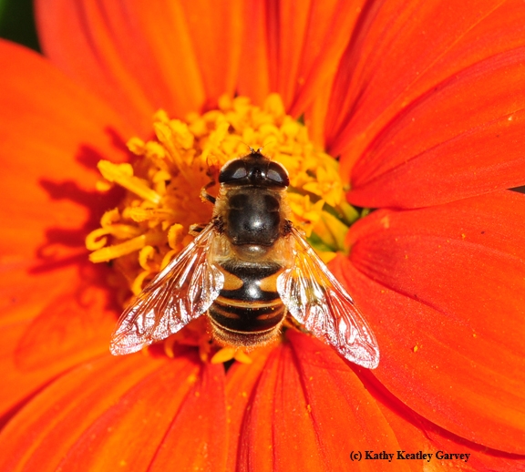 A drone fly on a Mexican sunflower, Tithonia. (Photo by Kathy Keatley Garvey)