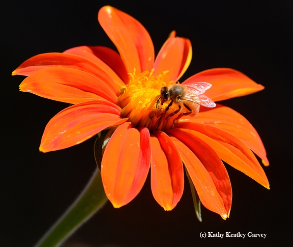 Honey bee on Tithonia (Photo by Kathy Keatley Garvey)