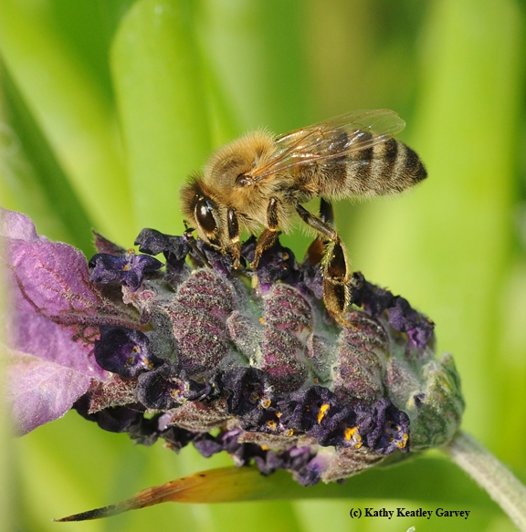 A honey bee nectaring lavender. (Photo by Kathy Keatley Garvey)