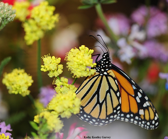 Monarch butterfly nectaring on plants inside the 2015 Pollination Pavilion enclosure. (Photo by Kathy Keatley Garvey)
